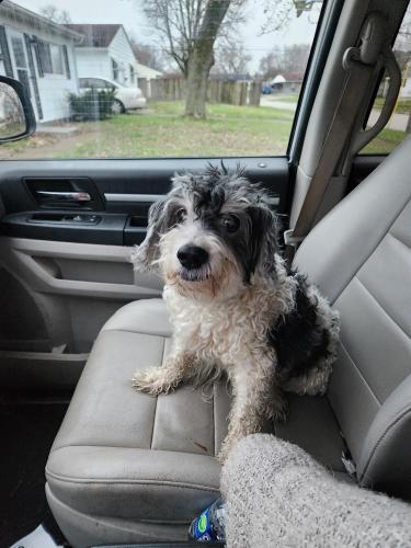 Found/Stray Male Dog last seen Watkins and Fairwood , Columbus, OH 43207