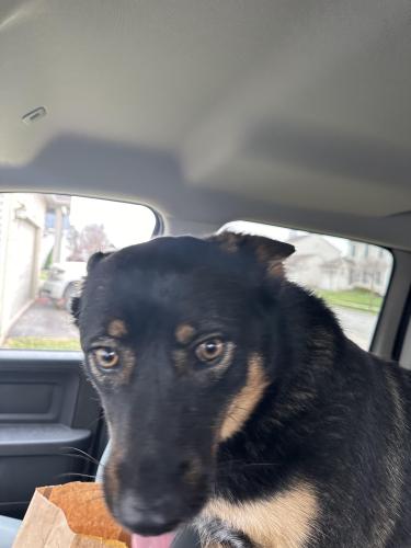 Found/Stray Female Dog last seen West Broad St and Doherty Rd, Franklin County, OH 43119