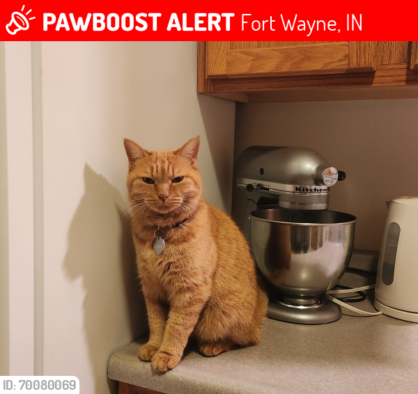Lost Female Cat last seen Dupont area , Fort Wayne, IN 46825