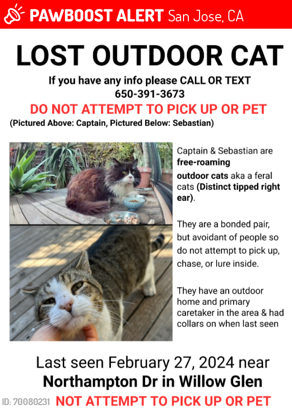 Lost Male Cat last seen Northampton Drive, San Jose CA, San Jose, CA 95124