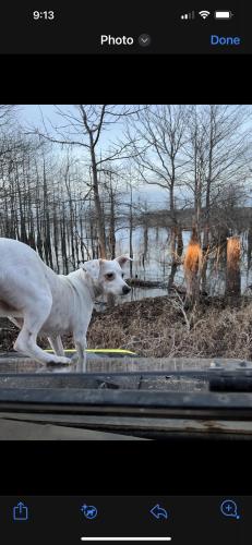 Lost Female Dog last seen FM 201 Brookeland TX, Brookeland, TX 75931