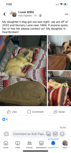 Lost Female Dog last seen Near and Nursery Lane, Willis, TX 77378