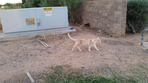 Lost Male Cat last seen horne & harmony ave mesa, Mesa, AZ 85204