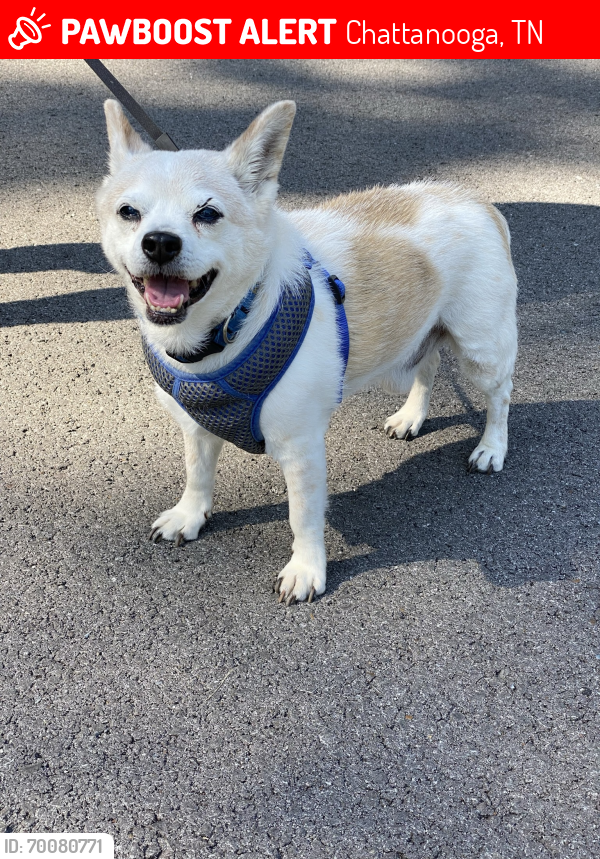 Chattanooga, TN Lost Male Dog, Lukie Is Missing PawBoost