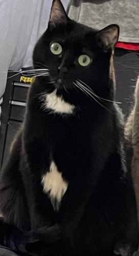 Lost Female Cat last seen East Asbury and Pennsylvania st, Denver, CO 80210