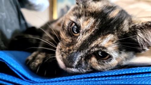 Lost Female Cat last seen Lakeview Elementary School, Burnaby, BC V5E 3P7