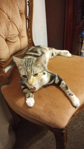 Lost Female Cat last seen Prince and Stewart , Las Vegas, NV 89110