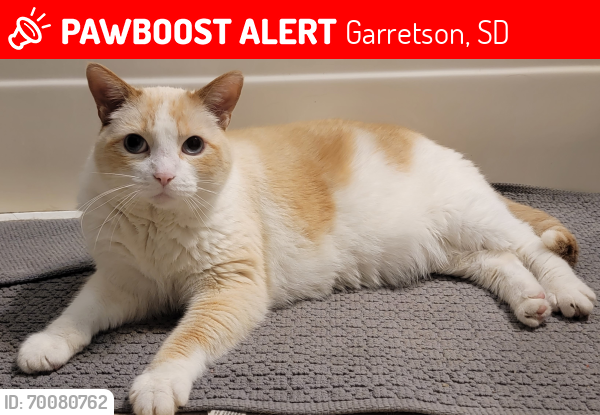 Lost Male Cat last seen Last seen near funeral , Garretson, SD 57030