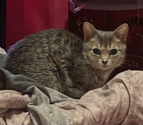 Lost Female Cat last seen Near playground or park named ‘Edgemoor Park’, near 40th ave NE and 3rd st NE, Columbia Heights, MN 55421