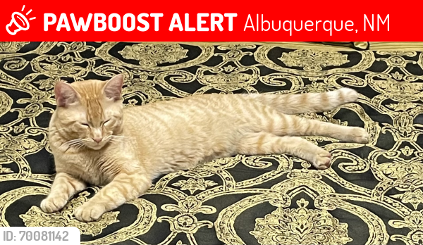 Lost Male Cat last seen Unser and McMahon, Albuquerque, NM 87114
