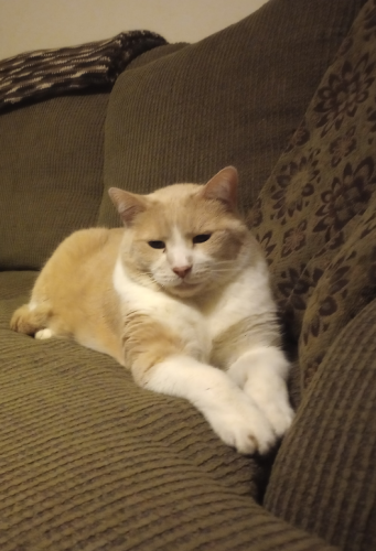 Lost Male Cat last seen 78th and Avenue V , Lubbock, TX 79423