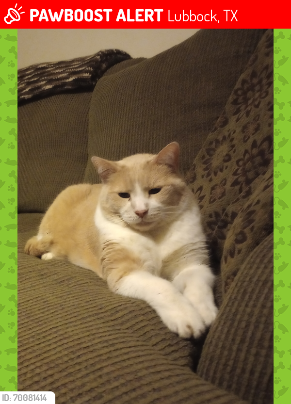 Lost Male Cat last seen 78th and Avenue V , Lubbock, TX 79423
