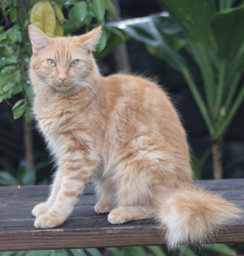 Lost Male Cat last seen Corner of Pilipaa St & Paipai St in Panaewa, Hilo, HI 96720