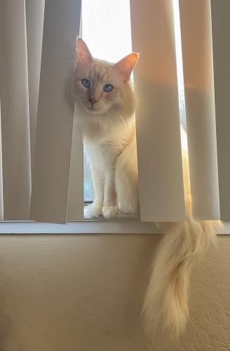 Lost Male Cat last seen First and Park Ave , Monterey, CA 93940