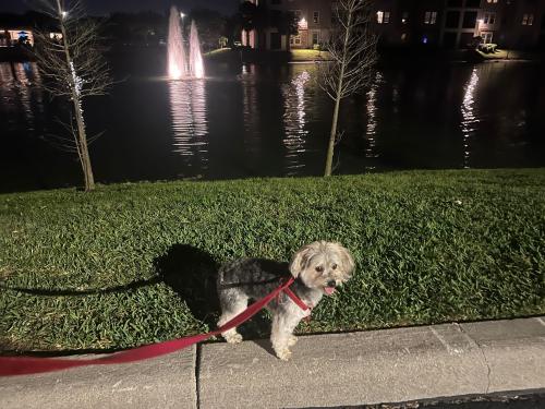 Lost Female Dog last seen Challenger & six mile cypress , Fort Myers, FL 33966