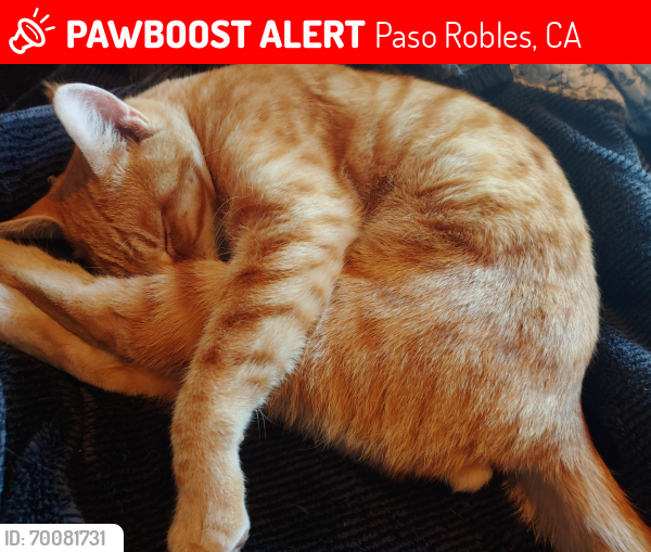 Lost Male Cat last seen Pioneer newsstand paso robles downtown park, Paso Robles, CA 93446
