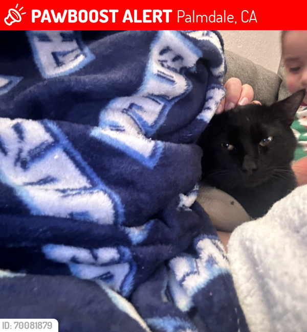 Lost Male Cat last seen Ave S & 28th St E, Palmdale, CA 93550