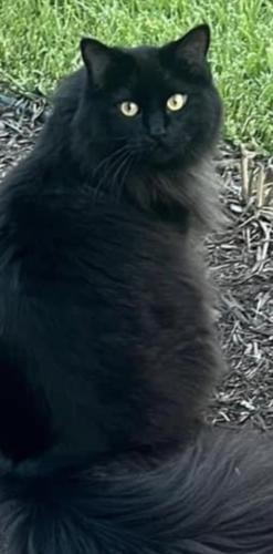 Lost Male Cat last seen Elizabeth lake road Between teggerdine and oxbow lake road, White Lake charter Township, MI 48386