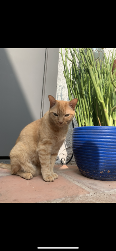 Lost Male Cat last seen old country club neighborhood, Las Cruces, NM 88001