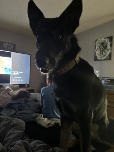 Lost Male Dog last seen Mann rd and Clintonville , City of the Village of Clarkston, MI 48346