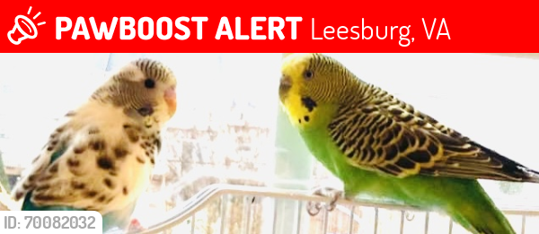 Lost Unknown Bird last seen Leesburg , Leesburg, VA 20175