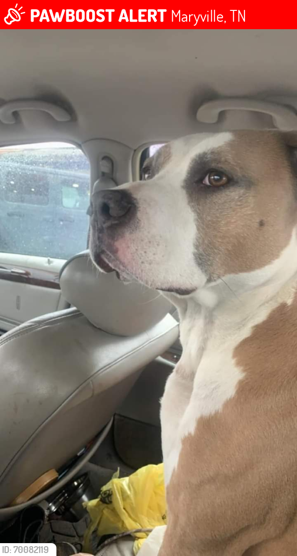 Lost Male Dog last seen Clover hill us hwy 411 maryville tn, Maryville, TN 37801