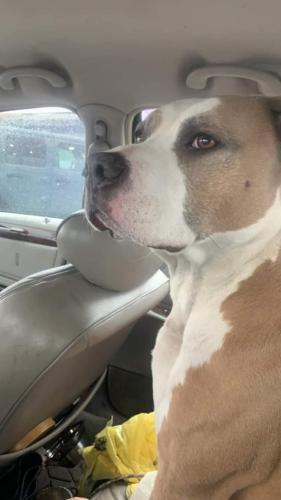 Lost Male Dog last seen Clover hill us hwy 411 maryville tn, Maryville, TN 37801