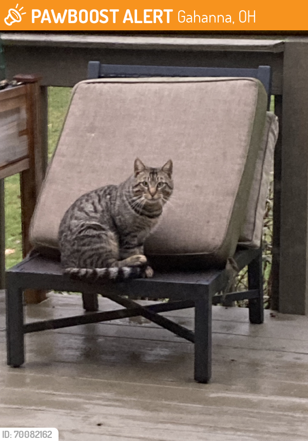 Found/Stray Unknown Cat last seen Cherrybottom Rd, Gahanna, OH 43230