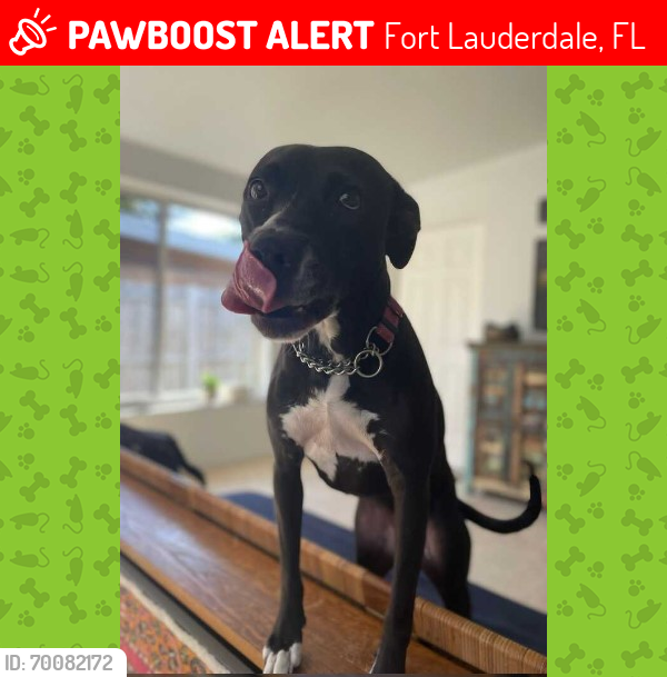 Lost Female Dog last seen Riverside Park, Fort Lauderdale near Stranahan High School, Fort Lauderdale, FL 33312