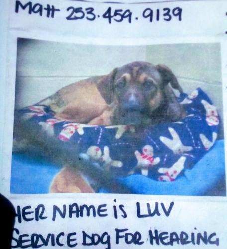 Lost Female Dog last seen South Hill Mall, Puyallup, WA 98374