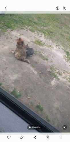 Lost Male Dog last seen Woodford rd dirt road, North, SC 29112