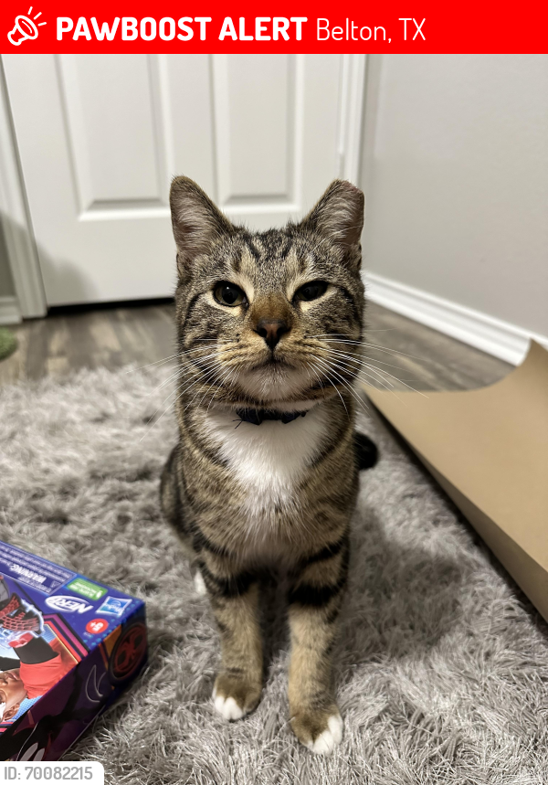 Lost Male Cat last seen Between first Methodist church and planet fitness, Belton, TX 76513