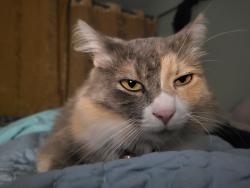 Lost Female Cat last seen Bethany Church Rd, Buncombe County, NC 28730