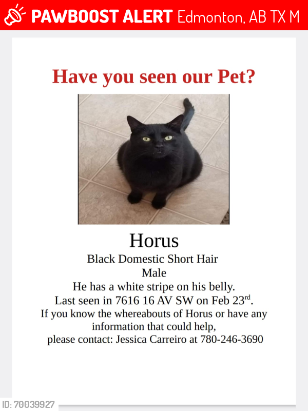 Lost Male Cat last seen Sumerside , Edmonton, AB T6X 1M3