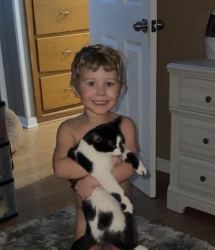 Lost Male Cat last seen South lawn elementary , Amarillo, TX 79110