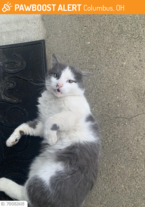 Found/Stray Male Cat last seen E. Livingston Ave/Barnett Rd./ Courtright Rd, Columbus, OH 43227
