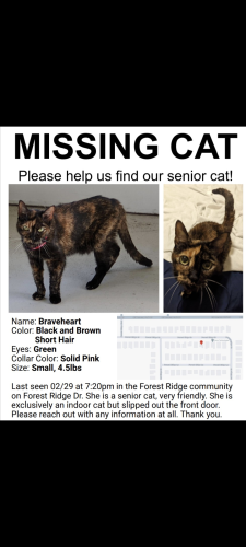 Lost Female Cat last seen Forest Ridge community in Winter Haven, Winter Haven, FL 33881