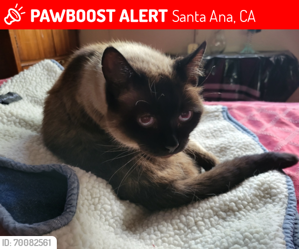 Lost Female Cat last seen King Street and 17th Street, Santa Ana, CA 92703