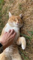 Lost Male Cat last seen 144th and 122nd South Hill, Puyallup, WA 98374
