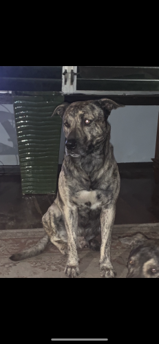 Lost Male Dog last seen Highland Ct. and Clearlake, Cocoa, FL 32922