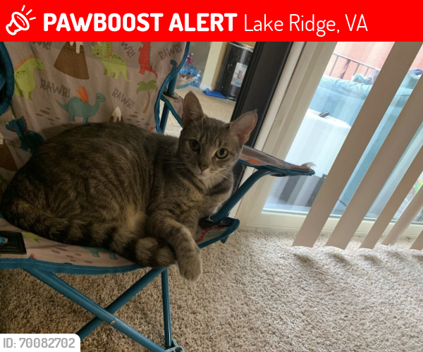 Lost Female Cat last seen Ran towards Quarterhorse LN, Lakeridge, Lake Ridge, VA 22192
