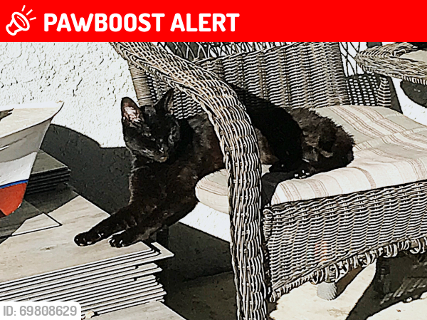 Lost Male Cat last seen Doe Canyon Rd & Rt. 74 (Gfruit orchards), Riverside County, CA 92544
