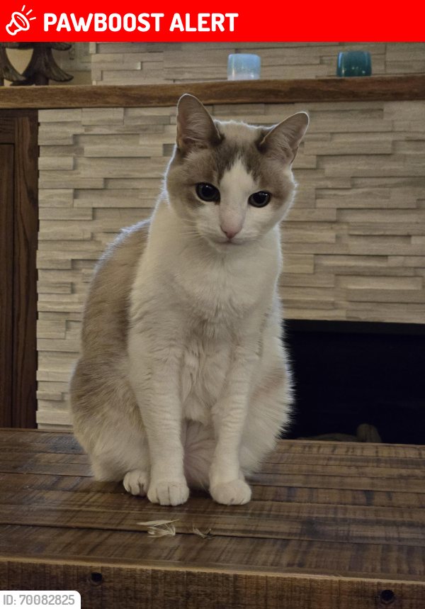 Lost Female Cat last seen Lower Horizon View, Lake Forest Park, WA 98155