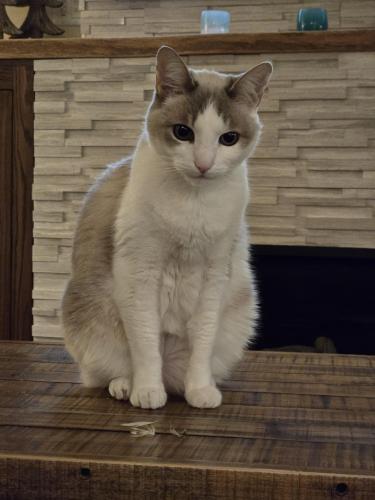 Lost Female Cat last seen Lower Horizon View, Lake Forest Park, WA 98155