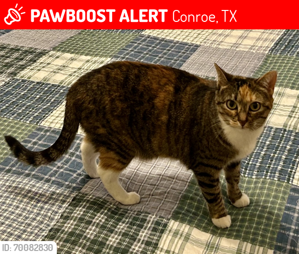 Lost Female Cat last seen Forest lane Dr., Stephen F. Austin, Conroe, TX 77302