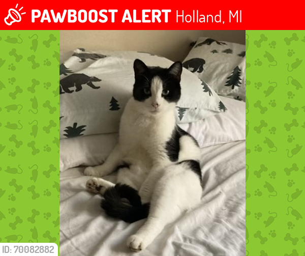 Lost Male Cat last seen Near butternut drive , Holland, MI 49424
