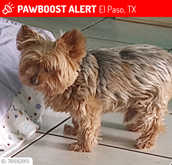 Lost Male Dog last seen McRae and Wedgewood, El Paso, TX 79925