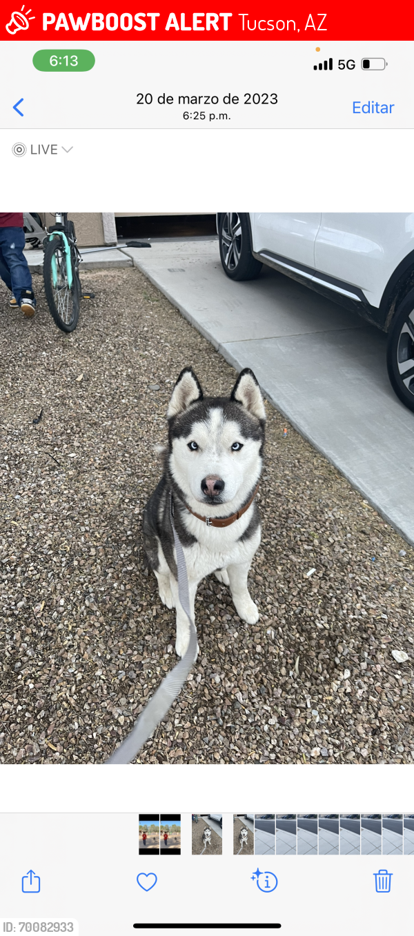 Lost Male Dog last seen Camino de oeste y valencia, Tucson, AZ 85746
