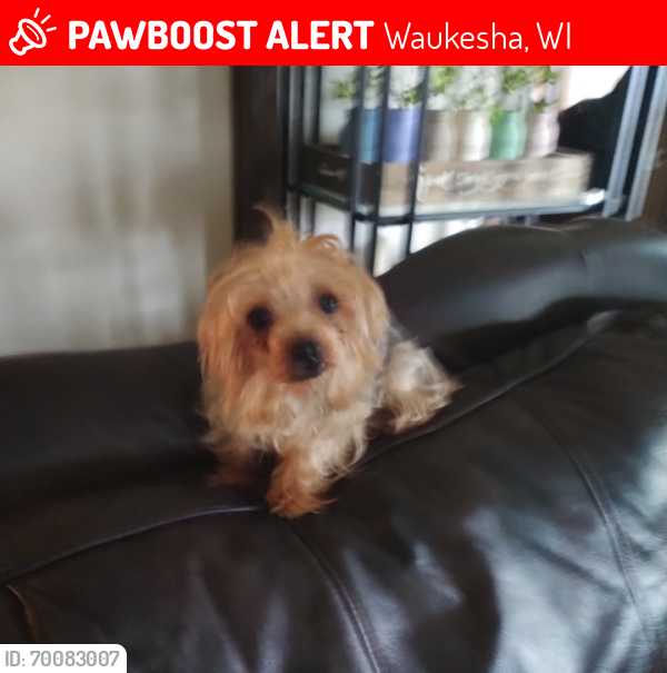 Lost Female Dog last seen On a chain in the front yard at the corner of Barstow and Saint Paul Ave., Waukesha, WI 53188, Waukesha, WI 53188