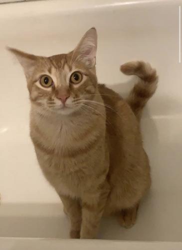 Lost Male Cat last seen Coulter and 34th St., Amarillo, TX 79109